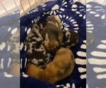 Small #4 Breeder Profile image