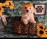 Small #5 Breeder Profile image