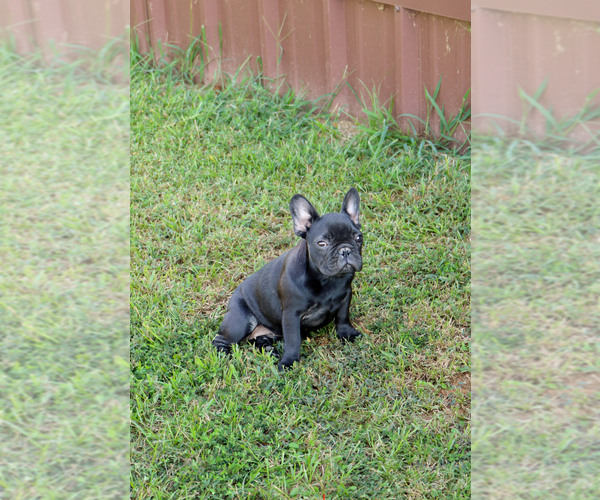 Medium Photo #36  Breeder Profile in LONGVIEW, TX, USA