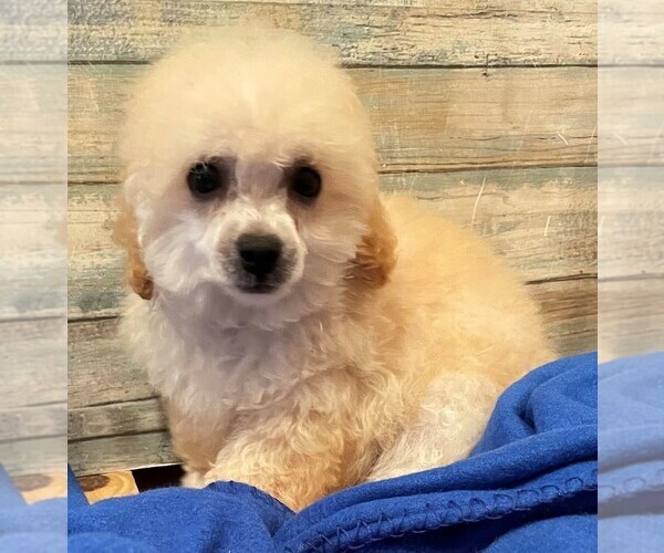 Medium Photo #1  Breeder Profile in PINK HILL, NC, USA