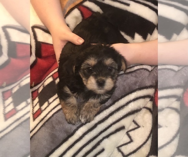 Medium Photo #43  Breeder Profile in SCOTTSDALE, AZ, USA