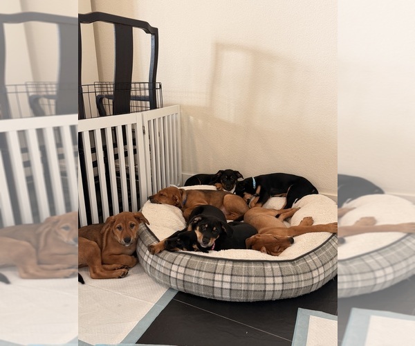 Medium Photo #4  Breeder Profile in CUPERTINO, CA, USA