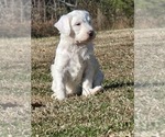 Small Photo #5  Breeder Profile in KENLY, NC, USA