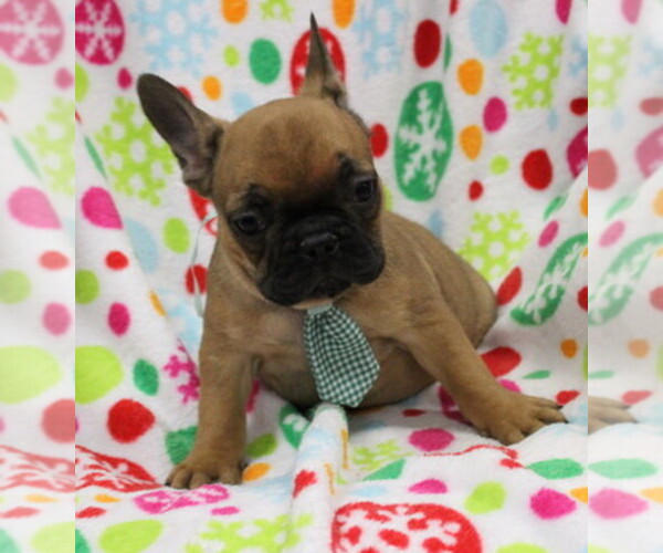 Medium Photo #1  Breeder Profile in FAIR LAWN, NJ, USA