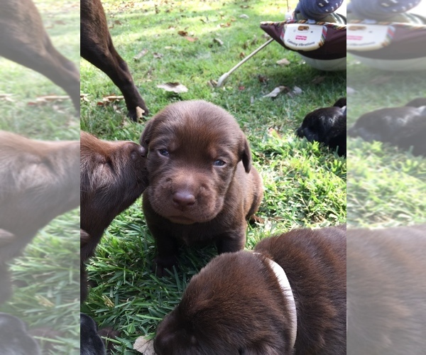 Medium Photo #1  Breeder Profile in TAYLOR, MO, USA