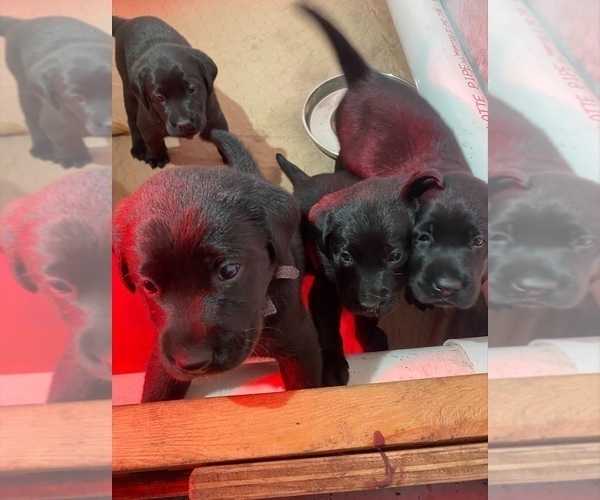 Medium Photo #9  Breeder Profile in INVERNESS, FL, USA