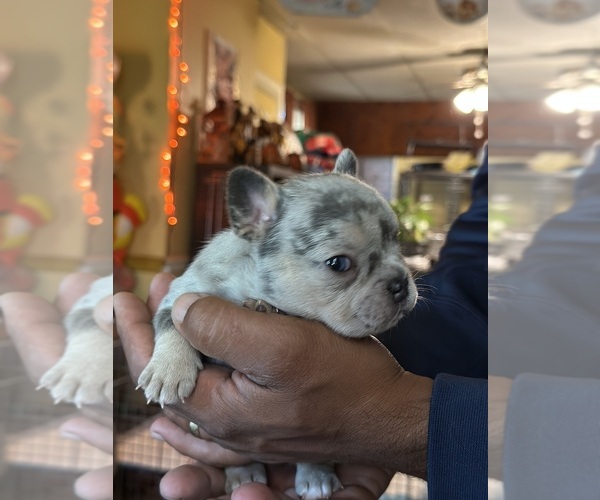 Medium Photo #46  Breeder Profile in EASTON, PA, USA