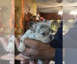Small #45 Breeder Profile image