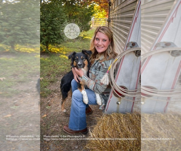 Medium Photo #41  Breeder Profile in GEORGETOWN, TN, USA
