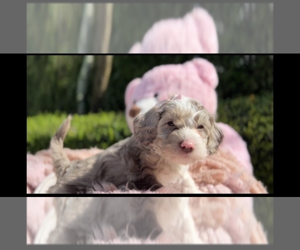 Medium Photo #1  Breeder Profile in MIAMI, FL, USA