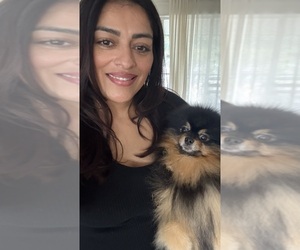 Pomeranian Dog Breeder near LEHIGH ACRES, FL, USA