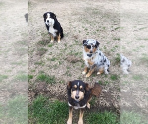 Australian Shepherd Dog Breeder near SAINT MATTHEWS, SC, USA