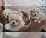 Small breeder photo