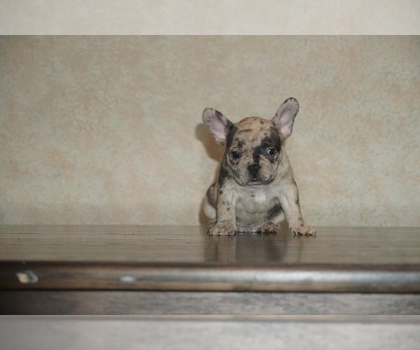 Medium Photo #1  Breeder Profile in DELRAY BEACH, FL, USA