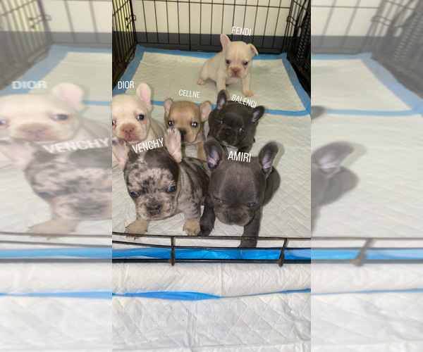 Medium Photo #1  Breeder Profile in BRAINTREE, MA, USA