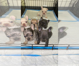 French Bulldog Dog Breeder near BRAINTREE, MA, USA