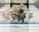 Small breeder photo