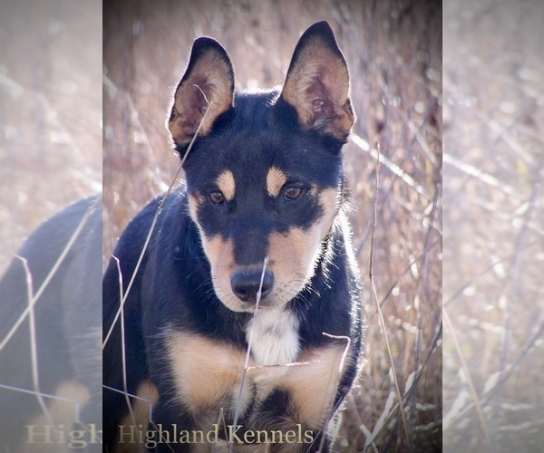 Medium Photo #12  Breeder Profile in CAMAS, WA, USA