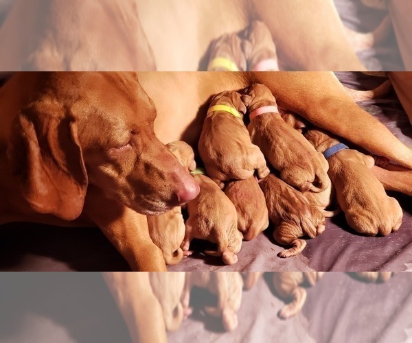Medium Photo #1  Breeder Profile in SAINT HELENS, OR, USA
