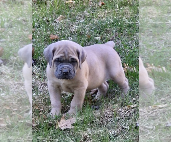 Medium Photo #9  Breeder Profile in LACKAWAXEN, PA, USA