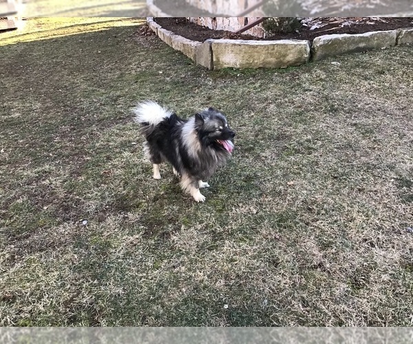 Medium Photo #1  Breeder Profile in LOYSVILLE, PA, USA