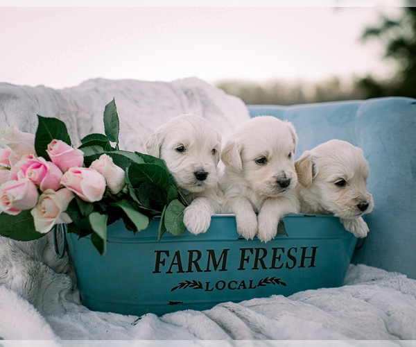 Medium Photo #1  Breeder Profile in LITTLE ROCK, AR, USA