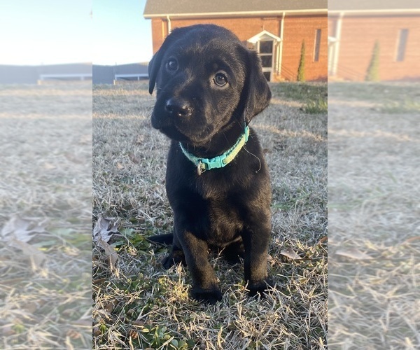 Medium Photo #2  Breeder Profile in CHARLOTTE, NC, USA