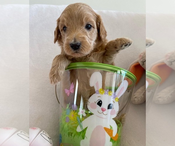 Medium Photo #1  Breeder Profile in MIAMI, FL, USA
