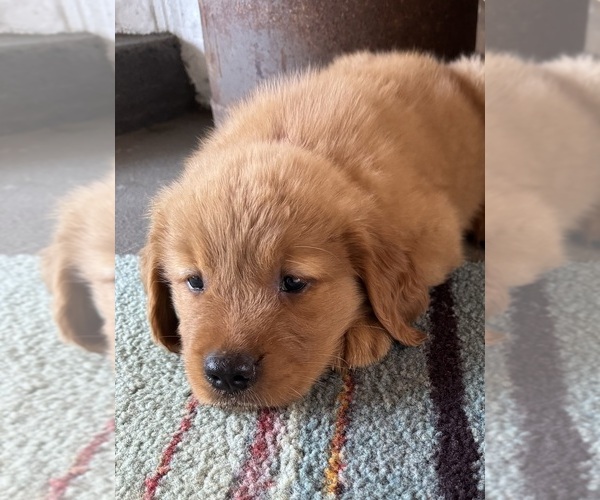 Medium Photo #8  Breeder Profile in COSHOCTON, OH, USA