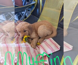 Medium Breeder Profile Photo