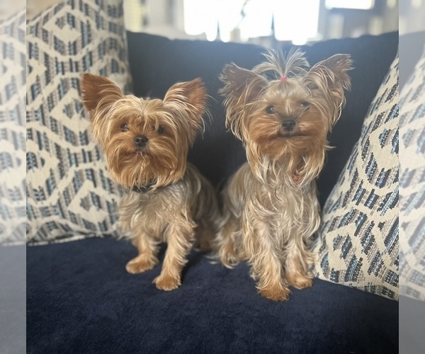 Medium Photo #1  Breeder Profile in RIVERSIDE, CA, USA