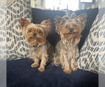 Small breeder photo