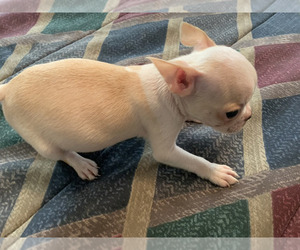 Boston Terrier Dog Breeder near PINK HILL, NC, USA