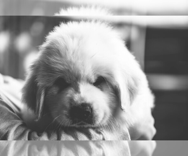 Medium Photo #87  Breeder Profile in POWDER SPRINGS, GA, USA