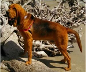 Bloodhound Dog Breeder near TOCCOA, GA, USA