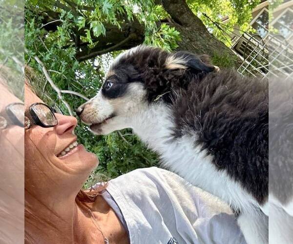 Medium Photo #1  Breeder Profile in CASSVILLE, MO, USA