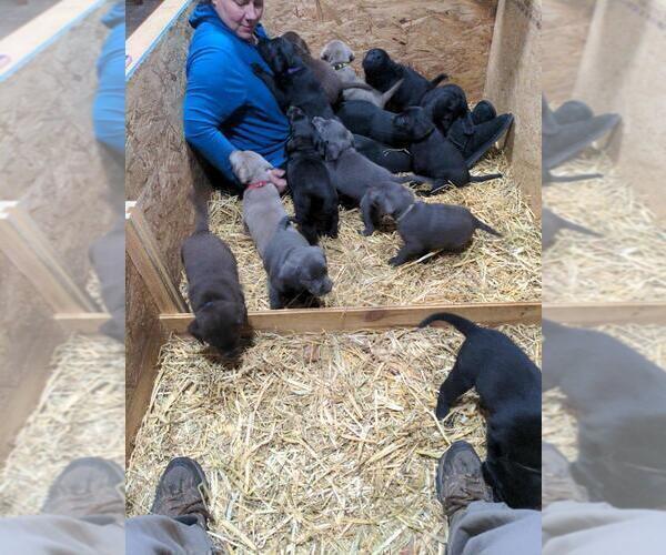 Medium Photo #5  Breeder Profile in EDINBURG, VA, USA
