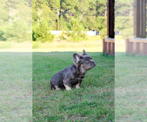 Medium Photo #39  Breeder Profile in LONGVIEW, TX, USA