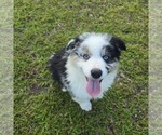 Small #13 Breeder Profile image