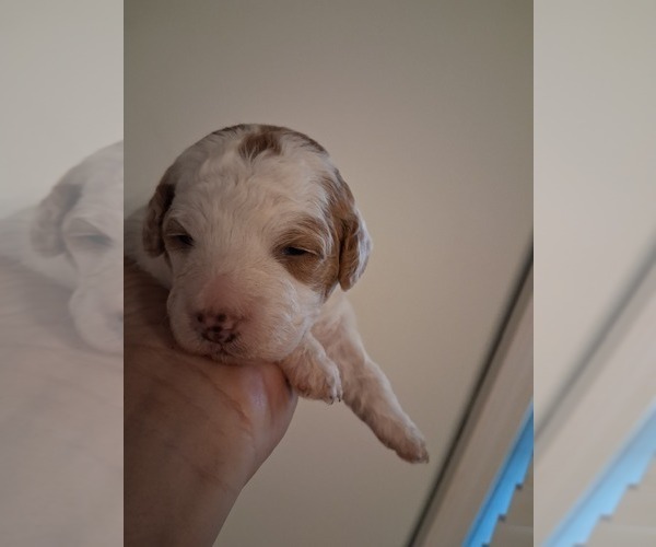 Medium Photo #90  Breeder Profile in GASTONIA, NC, USA