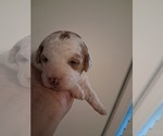 Small #89 Breeder Profile image