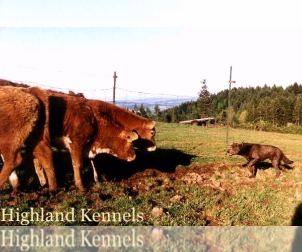 Medium Photo #10  Breeder Profile in CAMAS, WA, USA