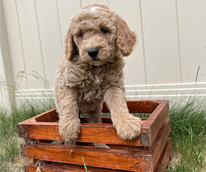 Goldendoodle (Miniature) Dog Breeder near ROY, UT, USA