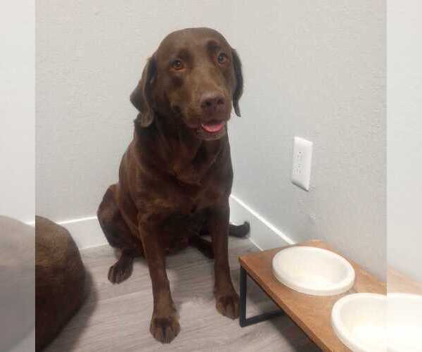 Medium Photo #1  Breeder Profile in PHOENIX, AZ, USA
