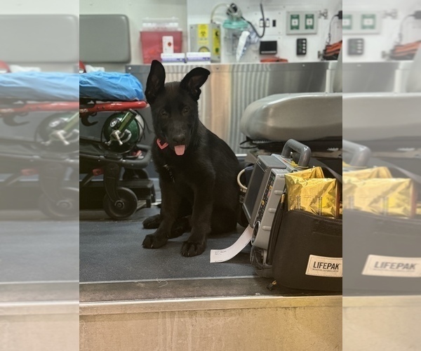 Medium Photo #7  Breeder Profile in WACO, TX, USA