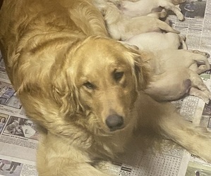 Golden Retriever Dog Breeder near BLOOMSBURG, PA, USA