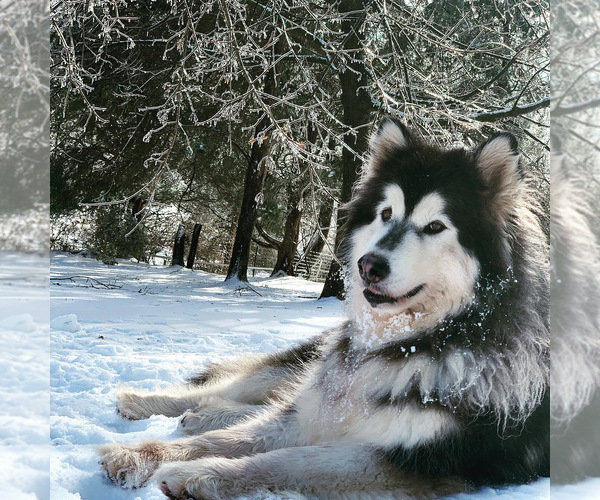 Medium Photo #159  Breeder Profile in FREDERICK, MD, USA