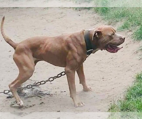 Medium Photo #9  Breeder Profile in CHARLOTTE, NC, USA