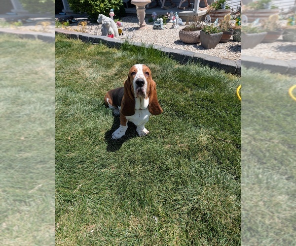 Medium Photo #1  Breeder Profile in JEROME, ID, USA
