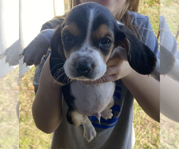 Medium Photo #1  Breeder Profile in MCALESTER, OK, USA
